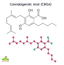 CBGA Skeletal